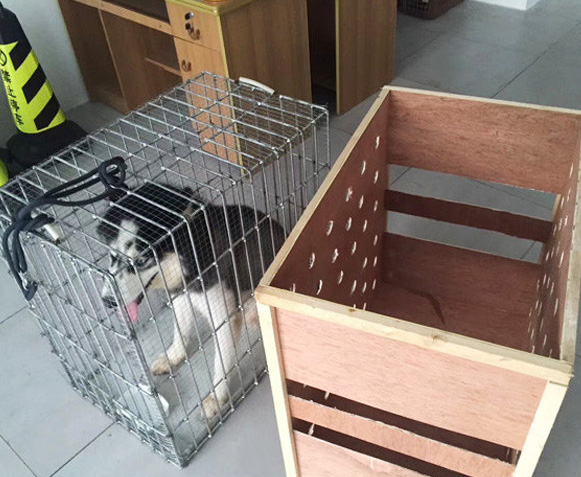 成都大型宠物发航空托运，包装难题？