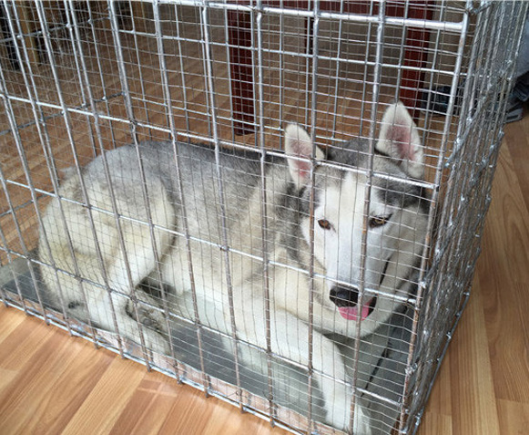 成都大型烈性犬托运有氧托运