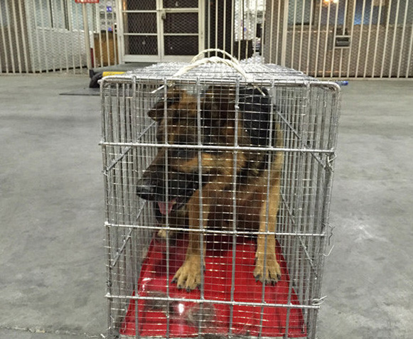 成都大型列性犬宠物空运需要多少钱